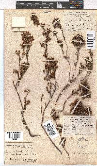 Erica denticulata image