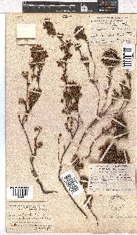 Erica denticulata image