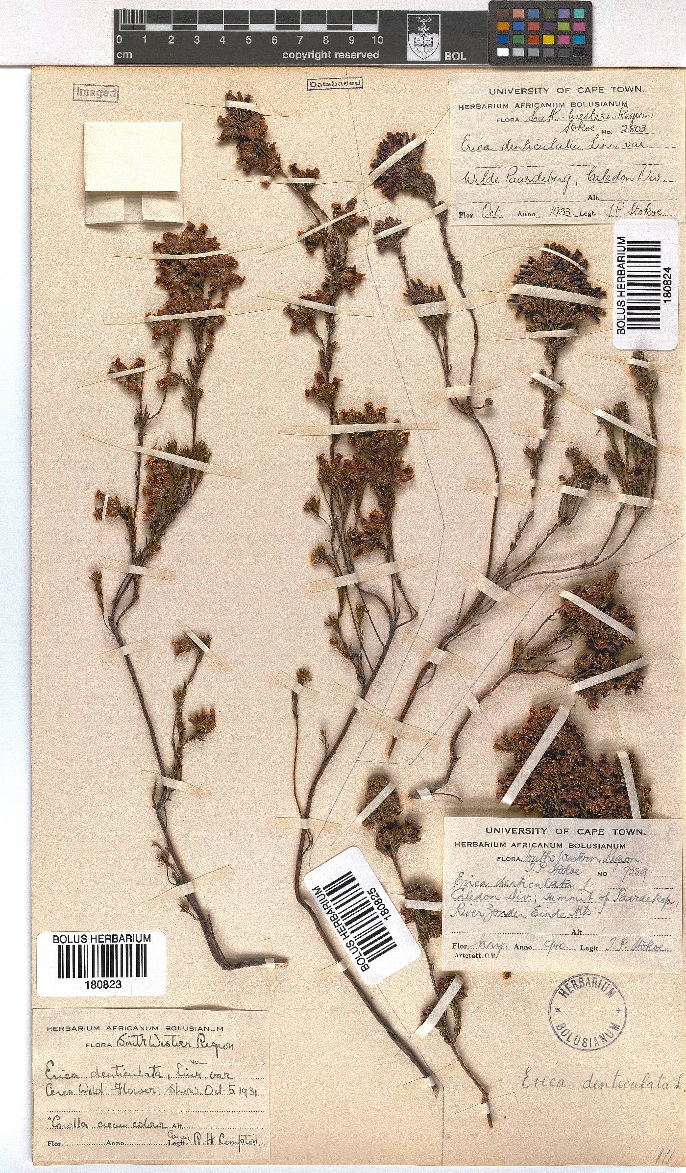 Erica denticulata image