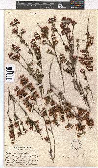 Erica denticulata image