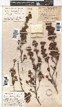 Erica denticulata image