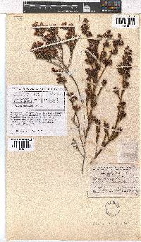 Erica denticulata image