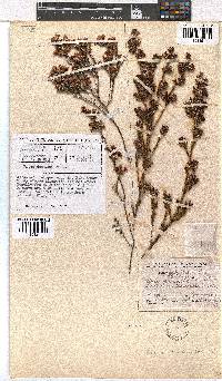 Erica denticulata image