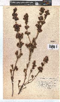 Erica denticulata image