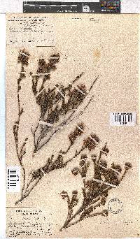 Erica denticulata image