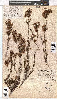 Erica denticulata image