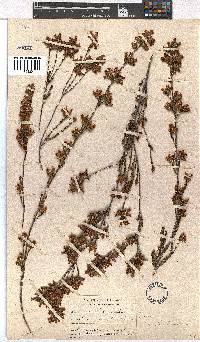 Erica denticulata image