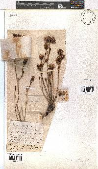 Erica denticulata image