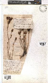 Erica denticulata image