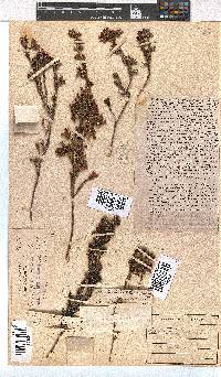 Erica denticulata image