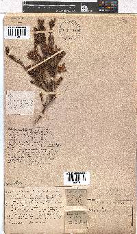 Erica pellucida image