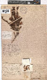 Erica pellucida image