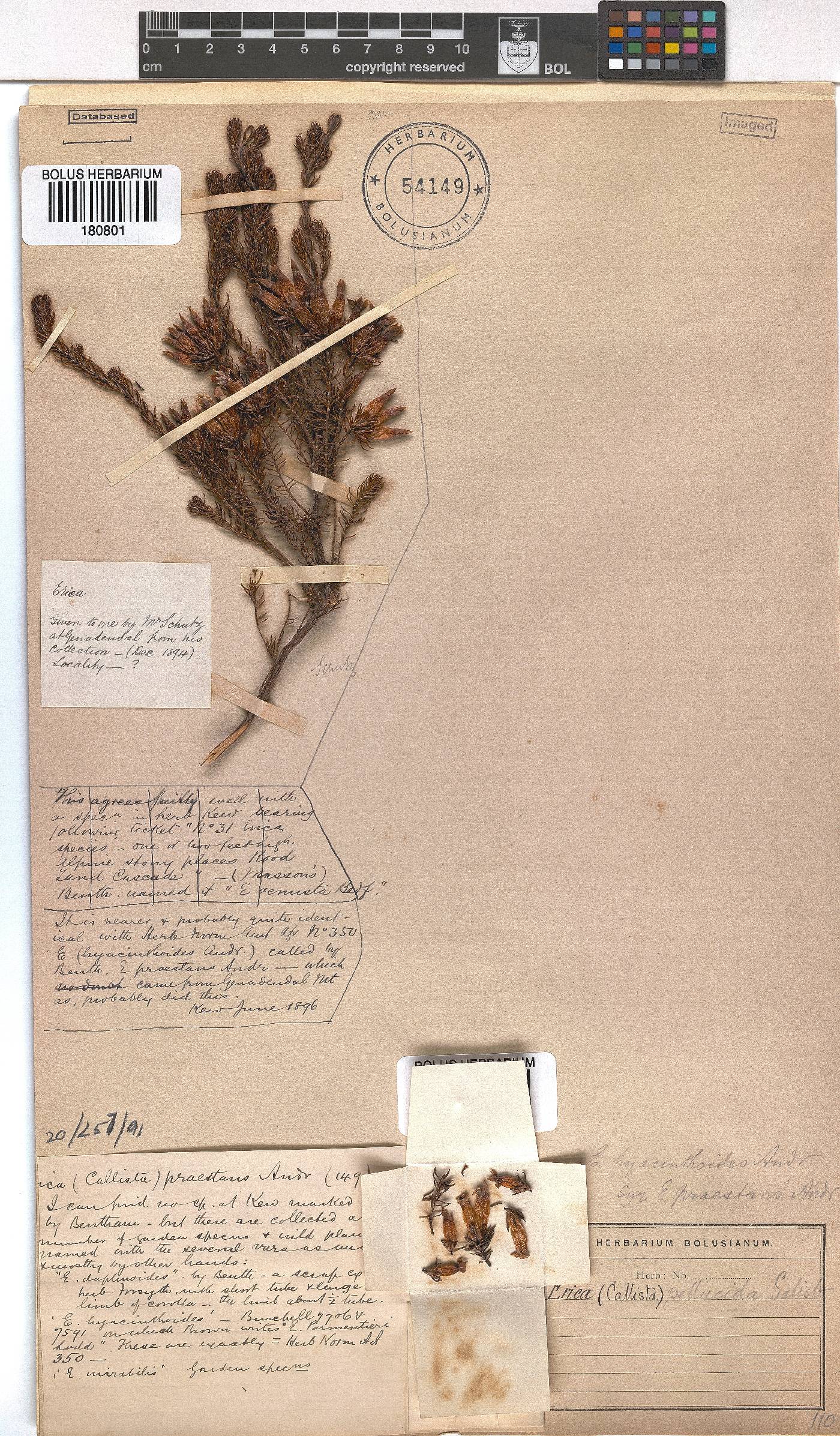 Erica pellucida image