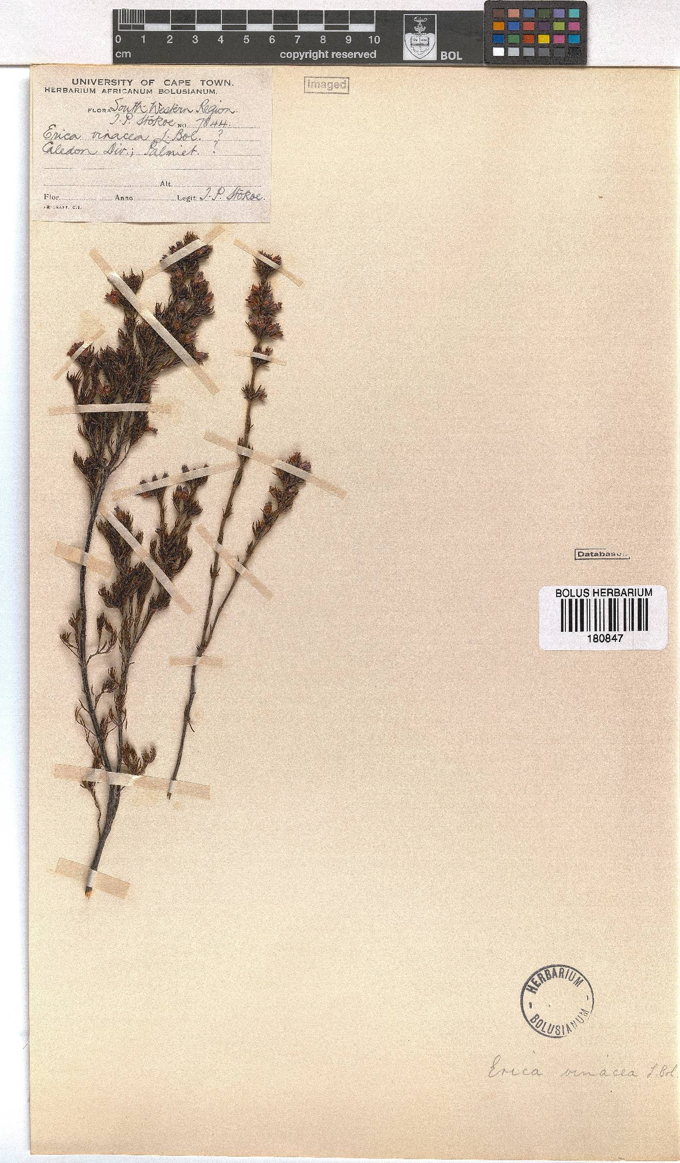 Erica × vinacea image