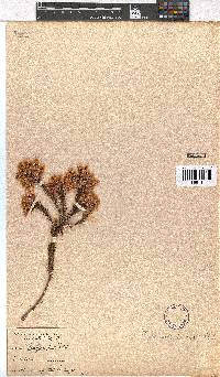 Erica astroites image