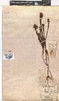 Erica astroites var. minor image