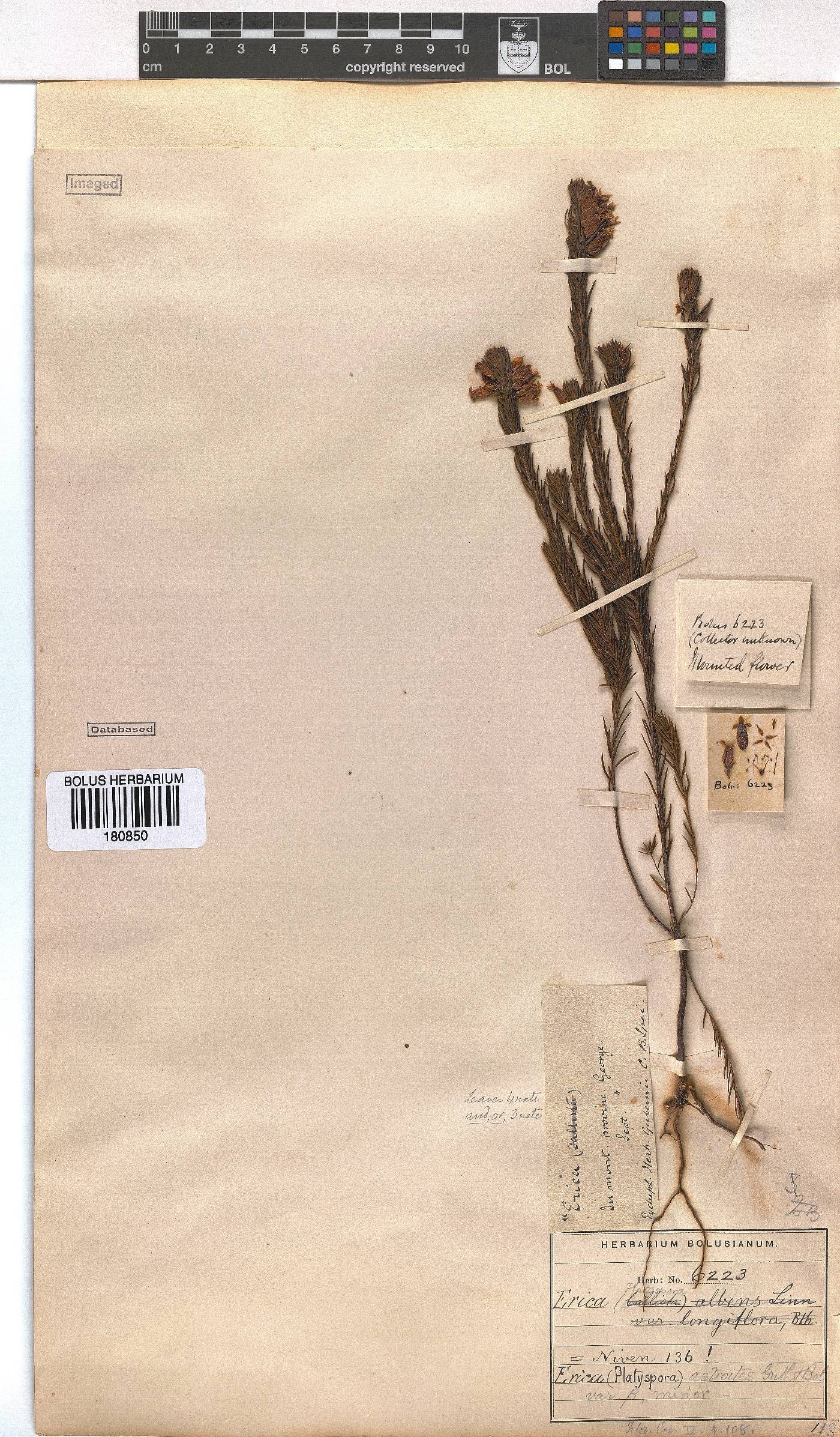 Erica astroites var. minor image