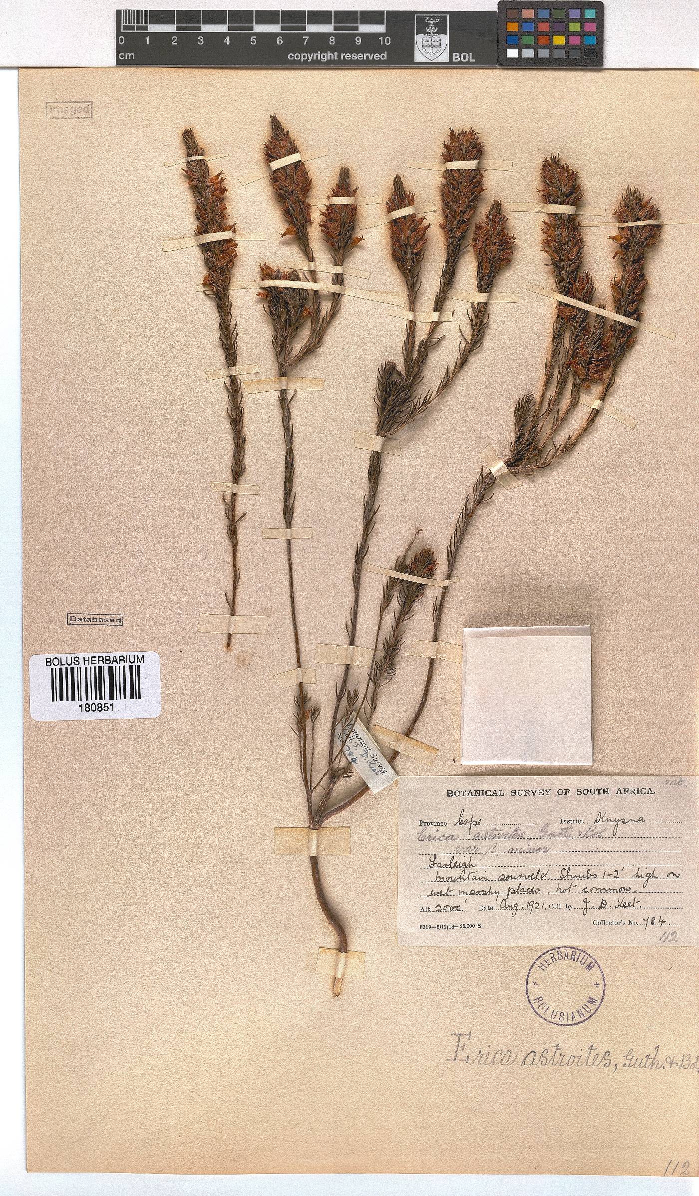 Erica astroites var. minor image