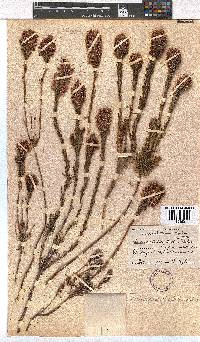 Erica astroites var. minor image