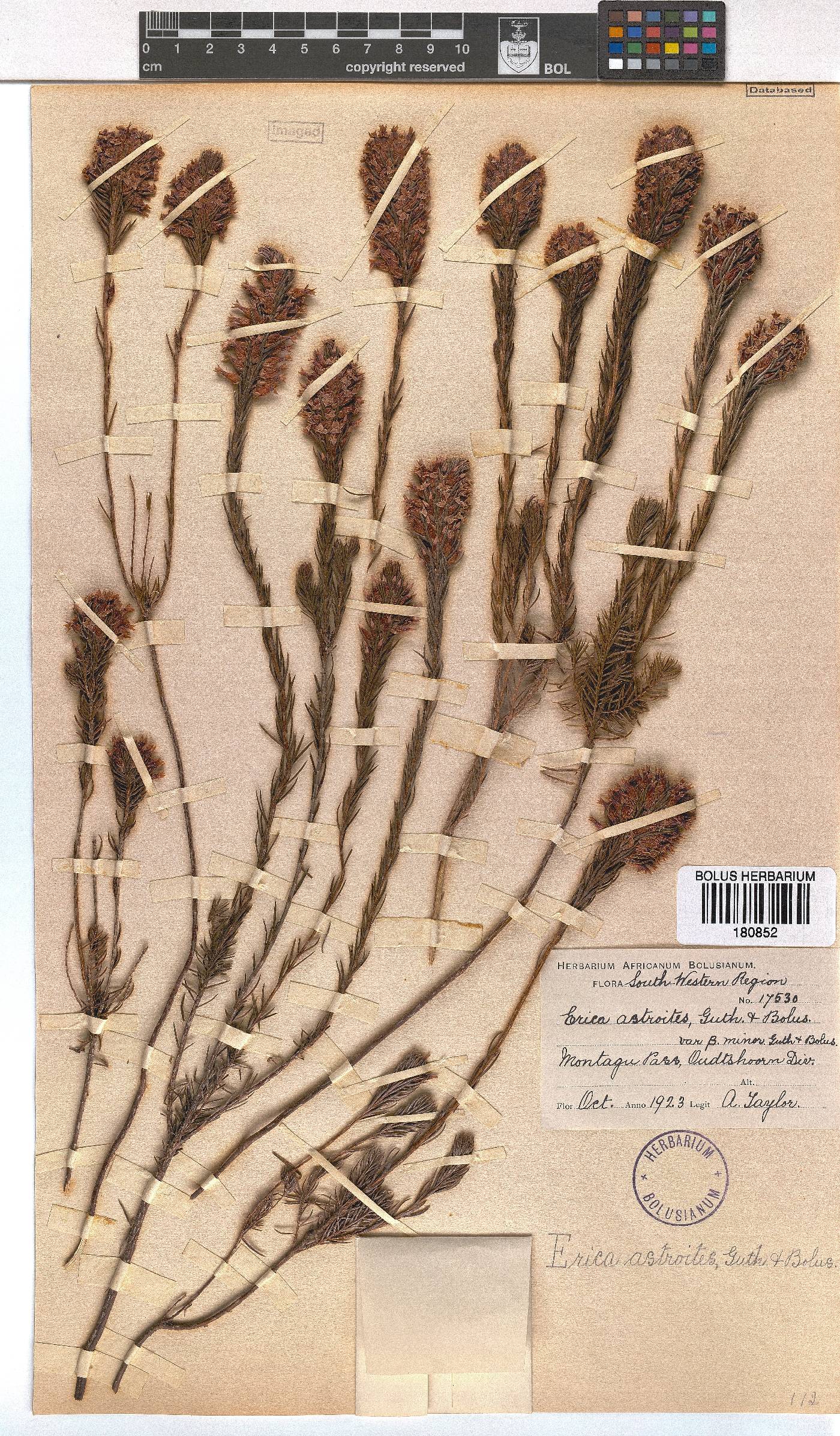 Erica astroites image