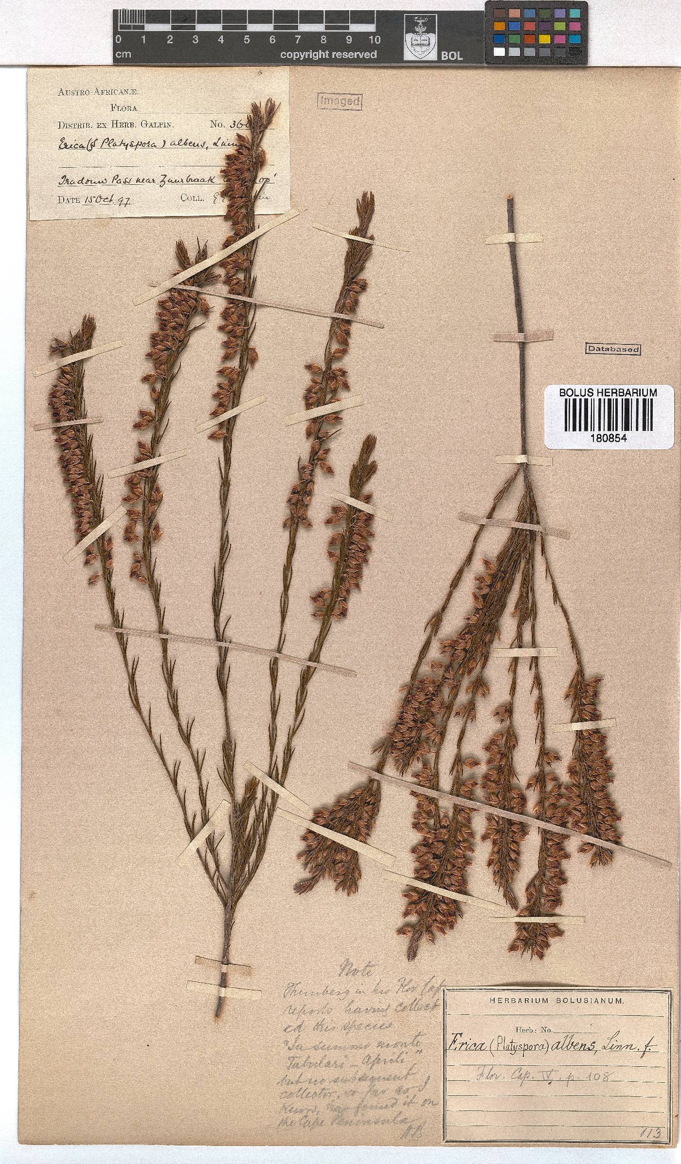 Erica albens image