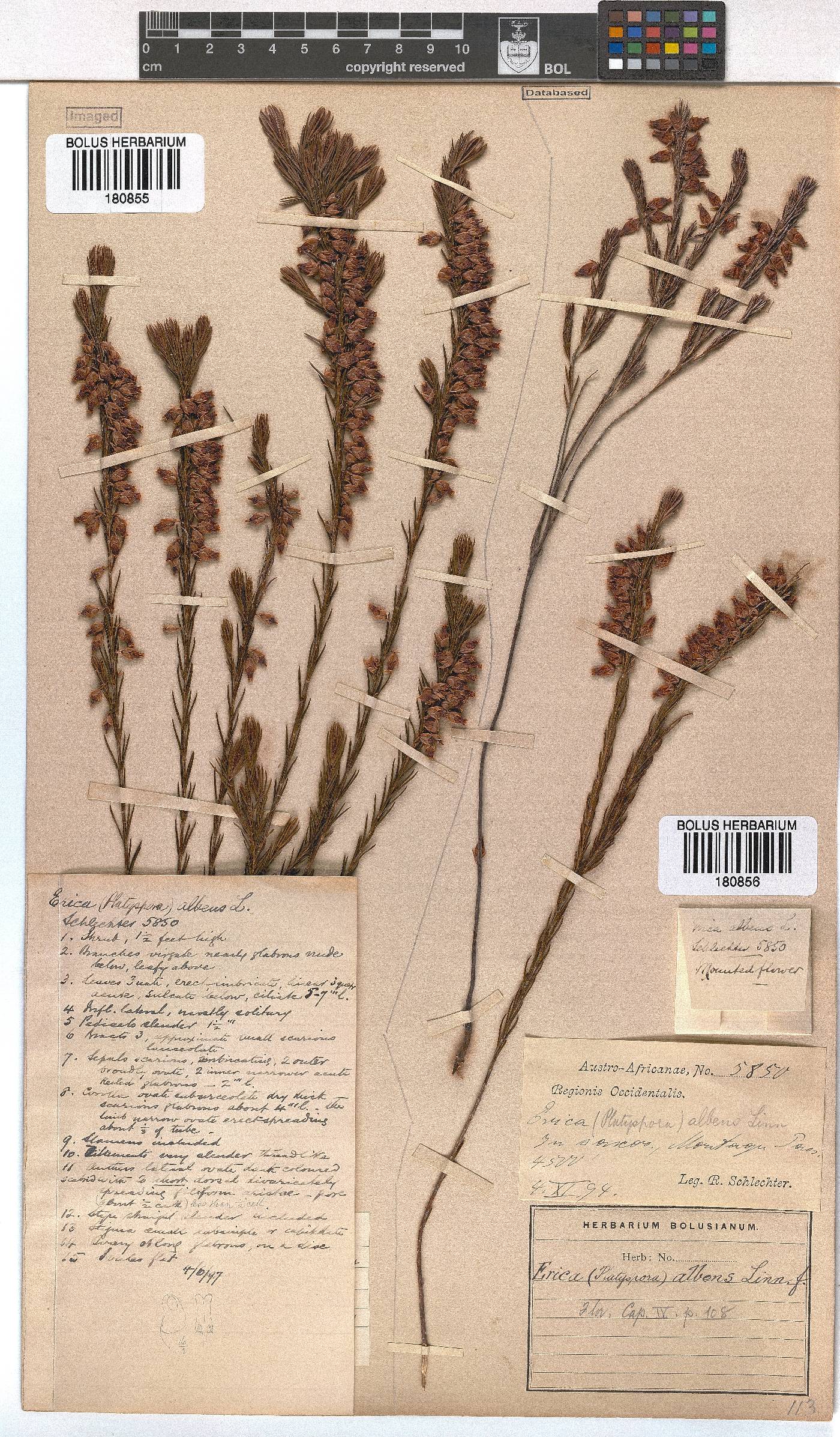 Erica albens image