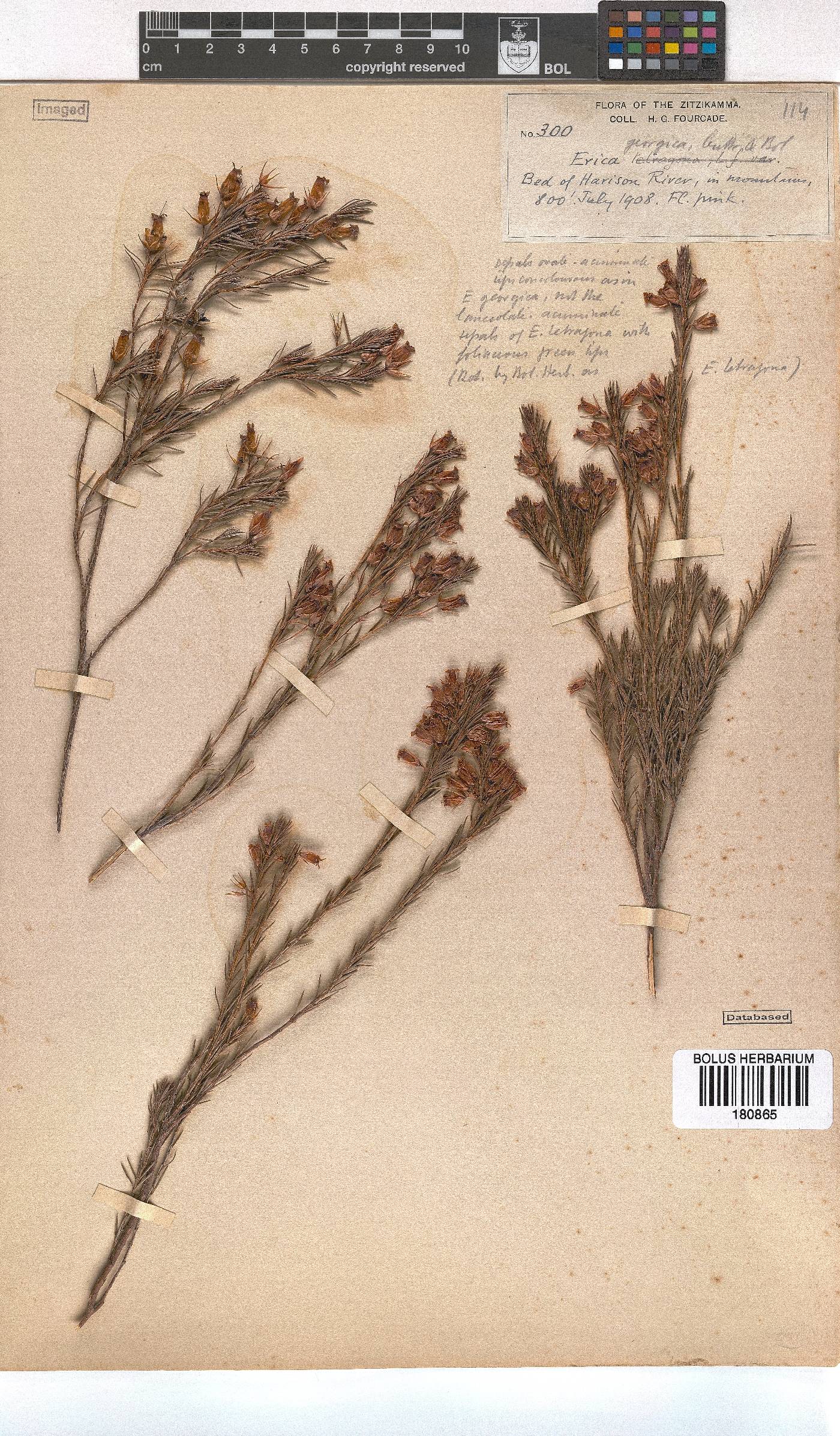 Erica georgica image
