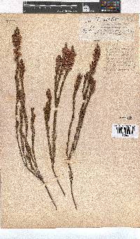 Erica georgica image