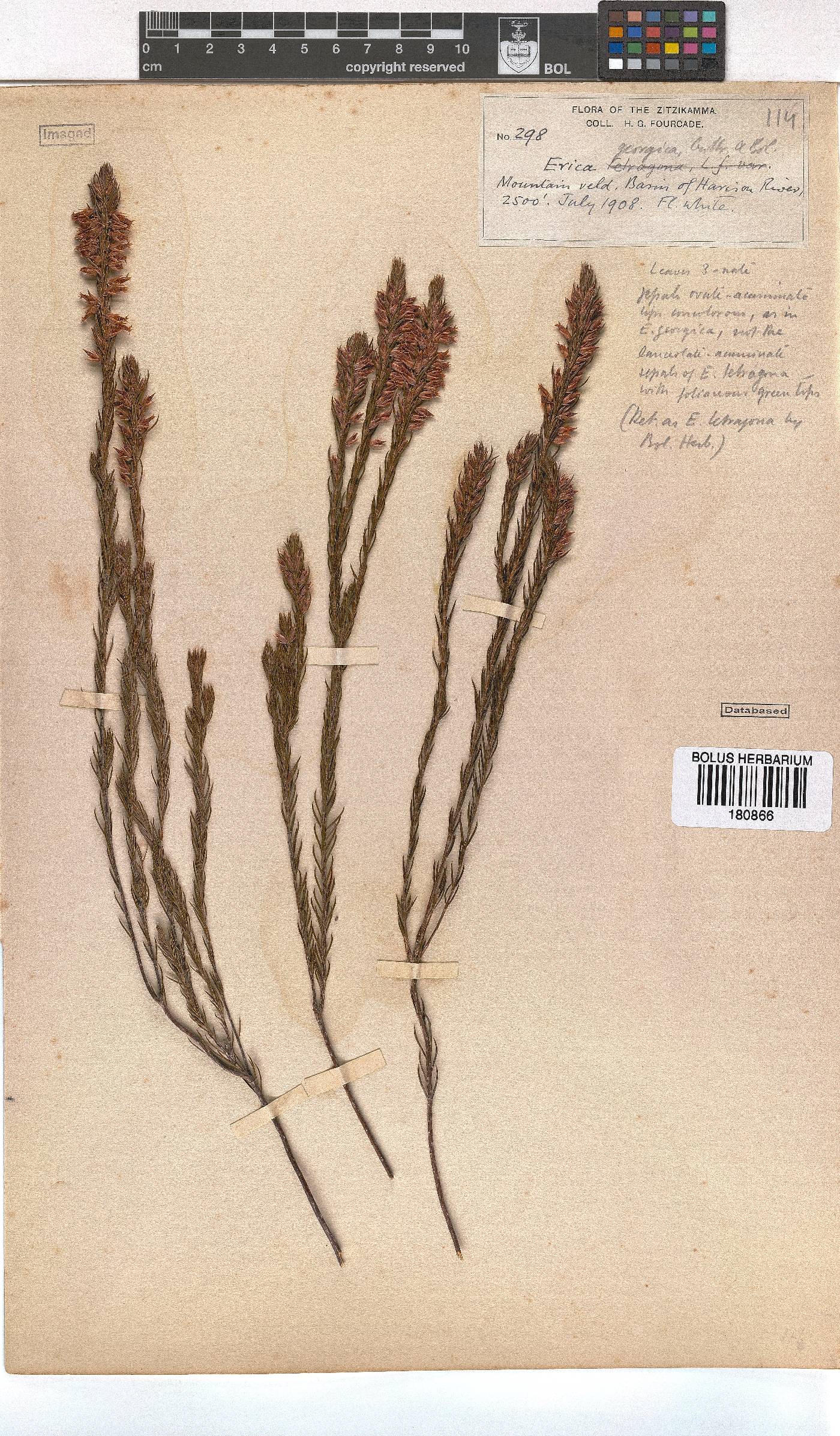 Erica georgica image