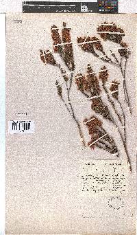 Erica georgica image