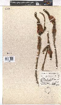 Erica georgica image