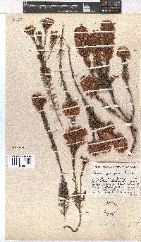 Erica georgica image