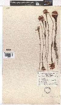 Erica georgica image