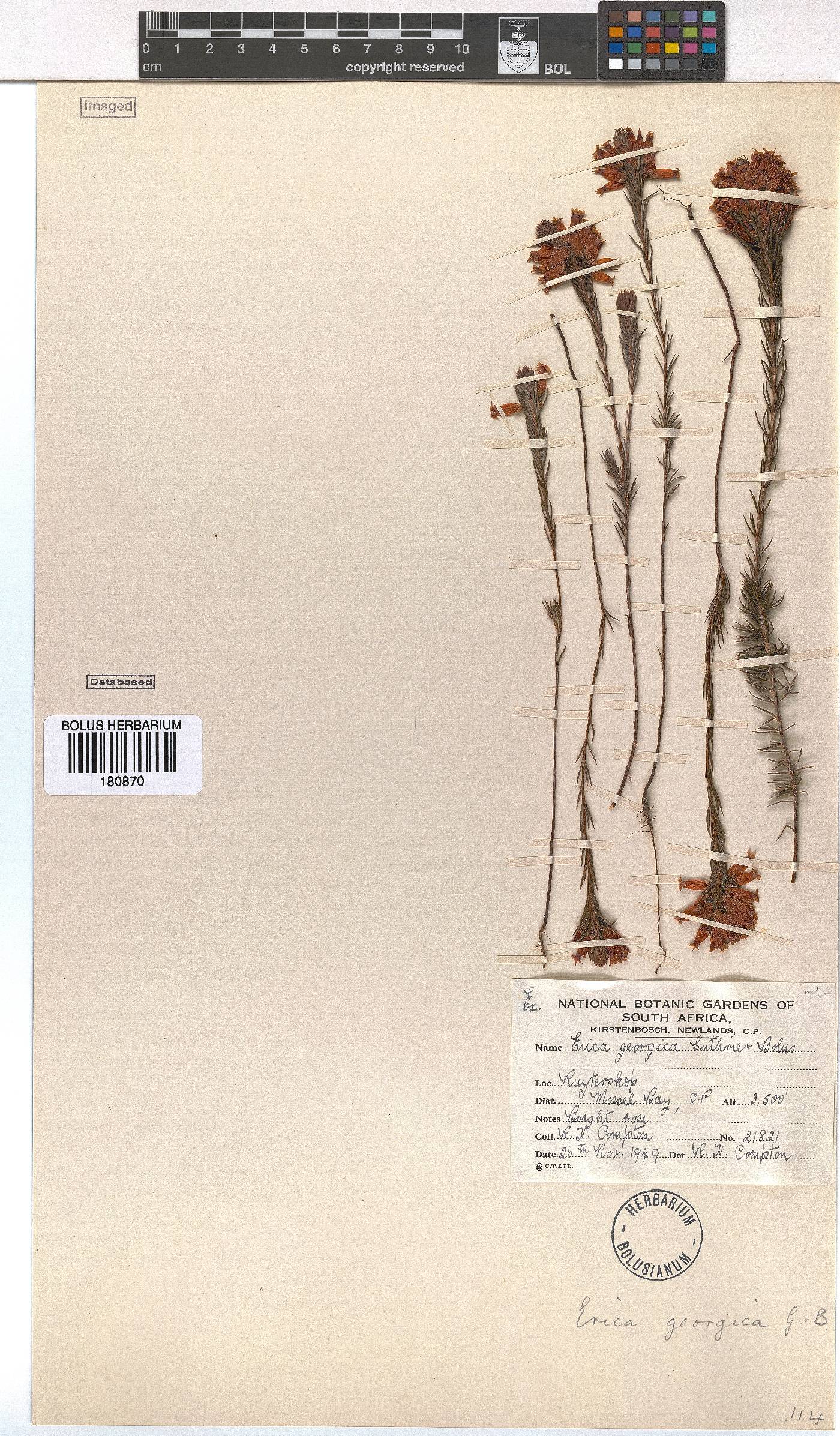 Erica georgica image