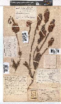 Erica georgica image