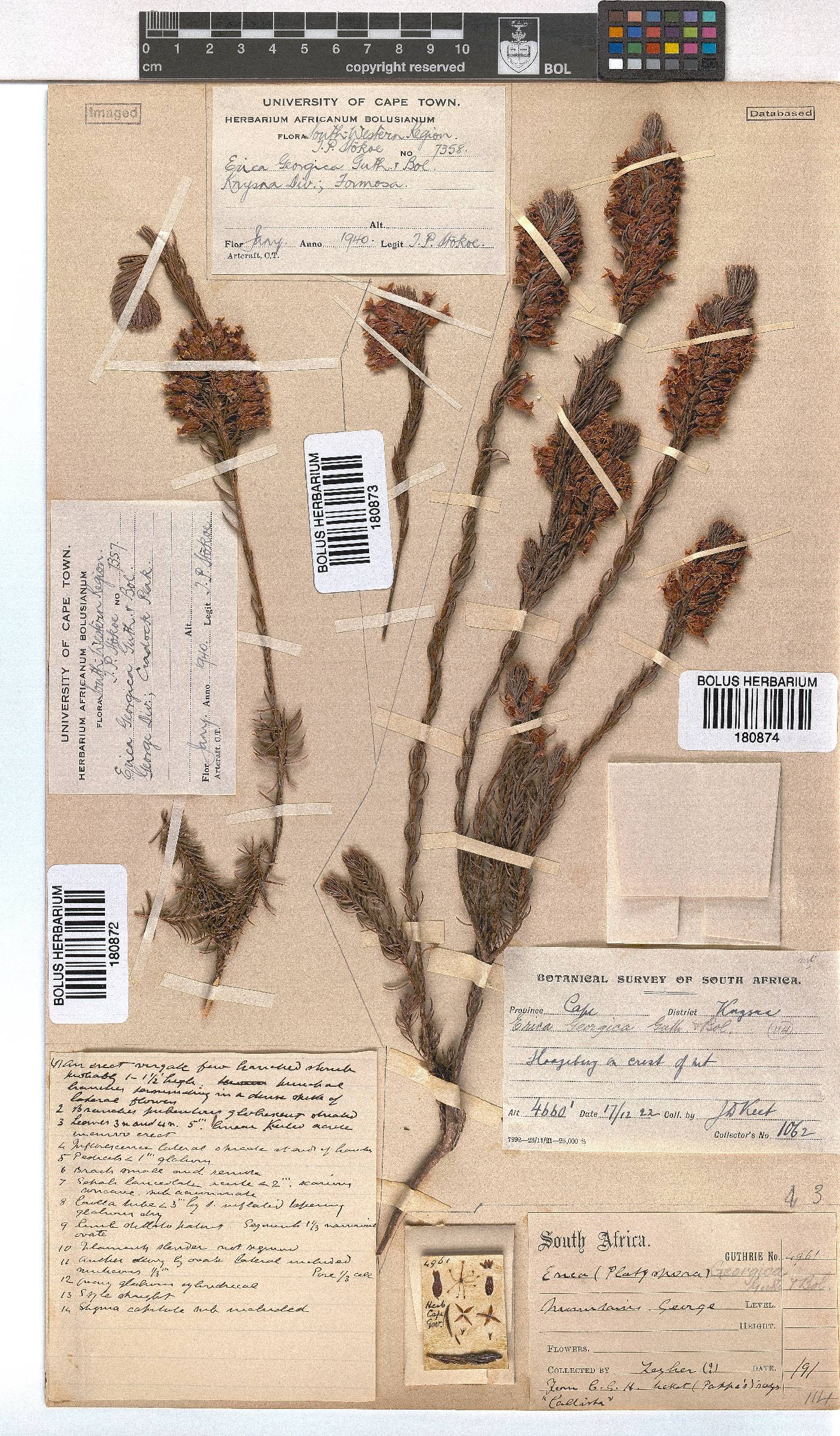 Erica georgica image