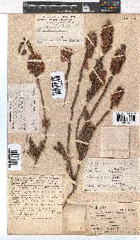 Erica georgica image