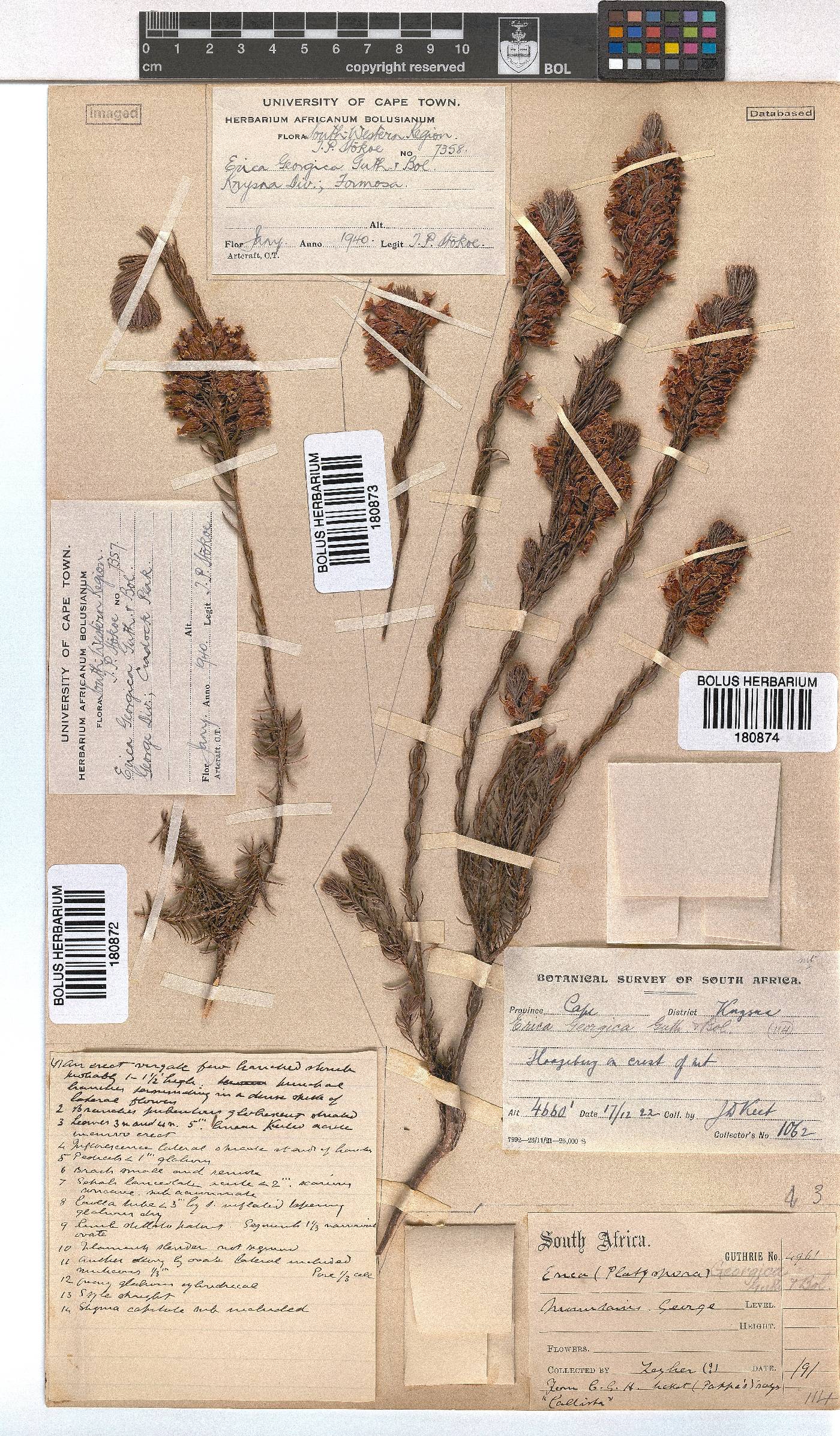 Erica georgica image
