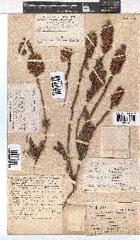 Erica georgica image