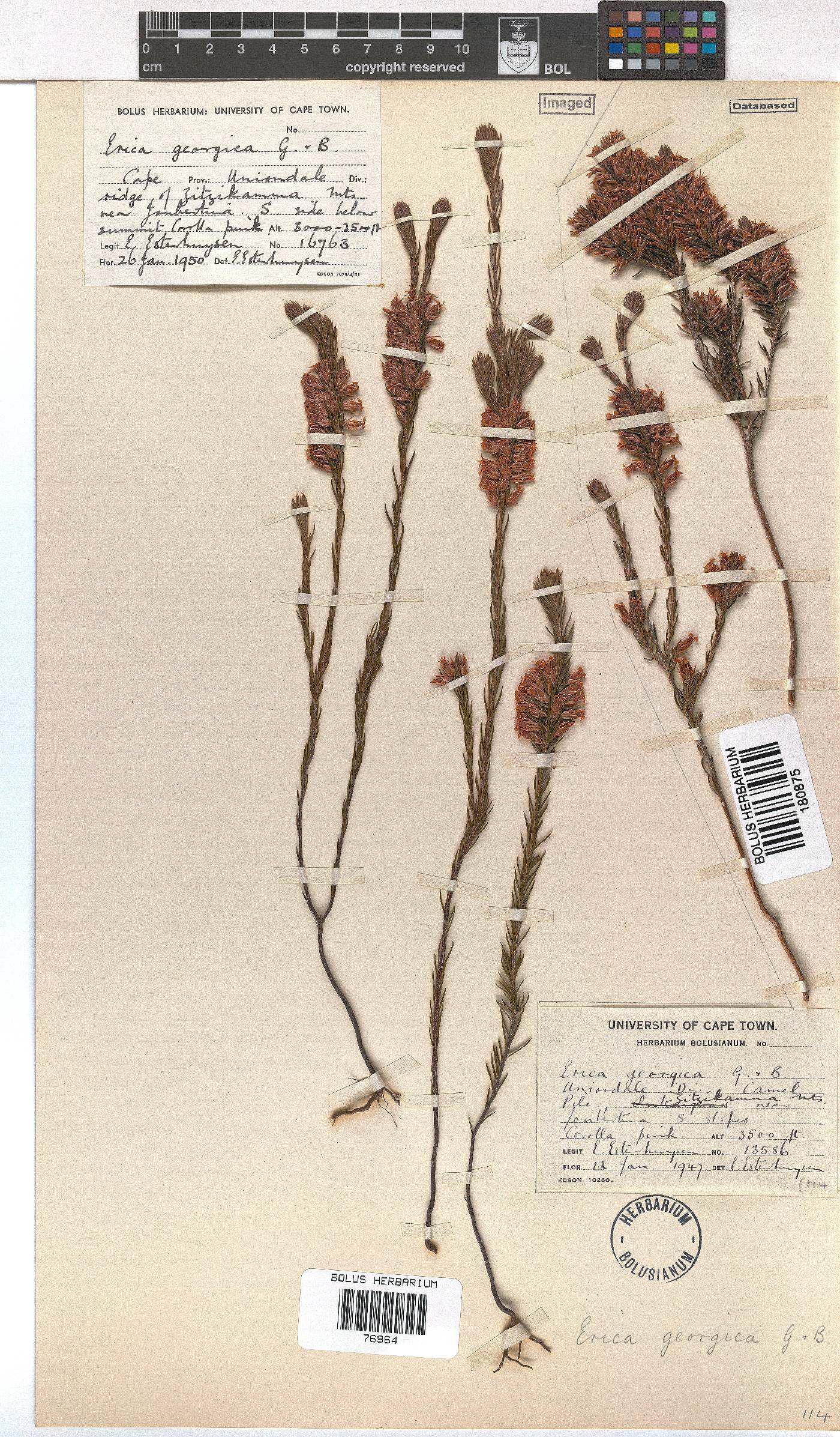 Erica georgica image