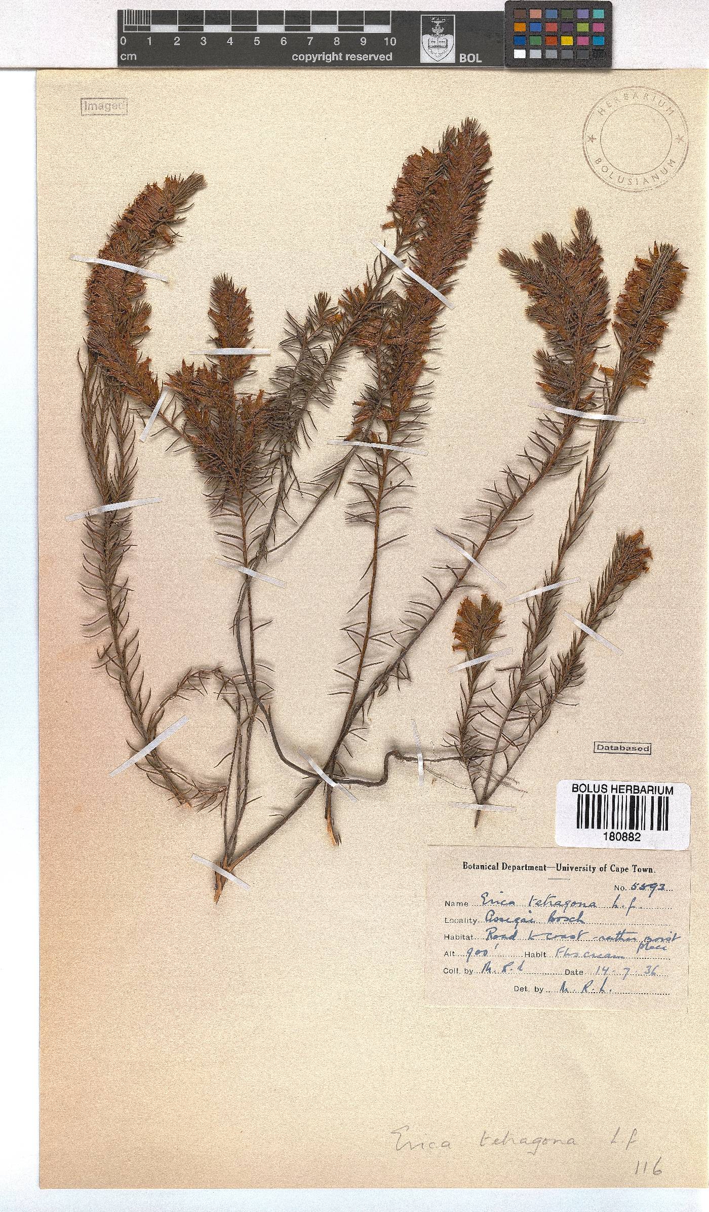 Erica tetragona image