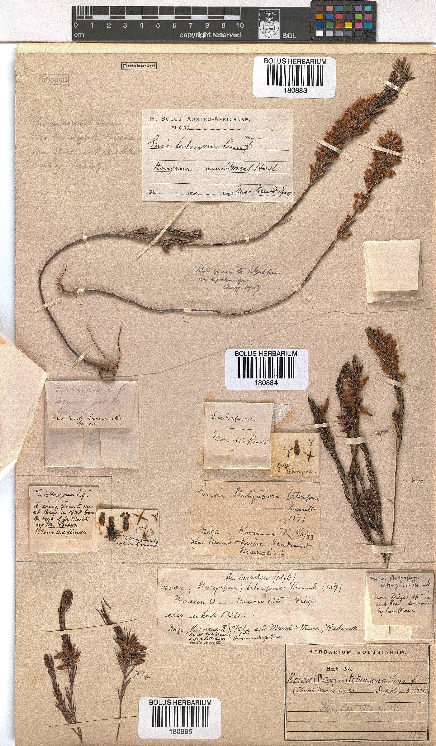 Erica tetragona image