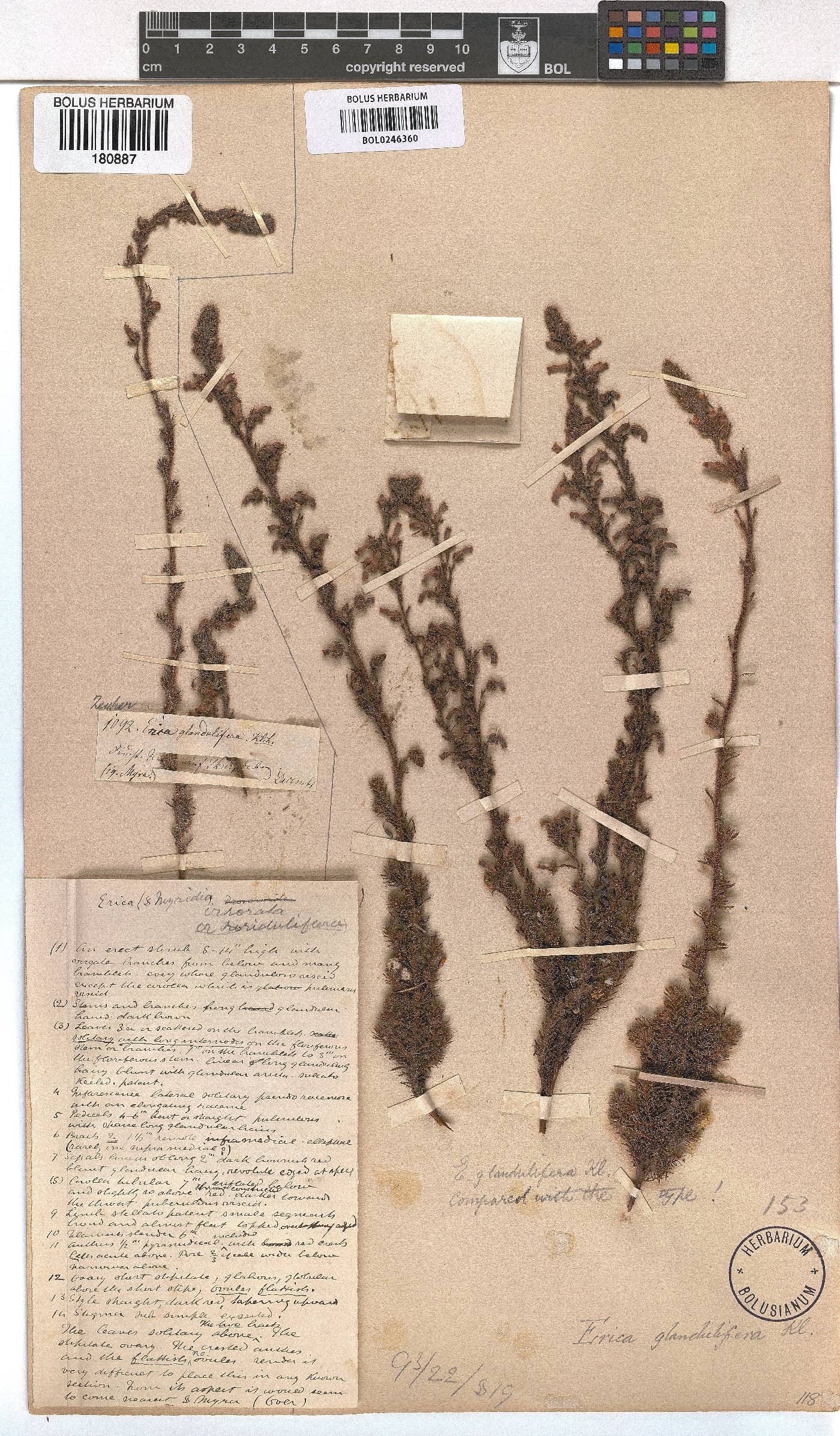 Erica glandulifera image