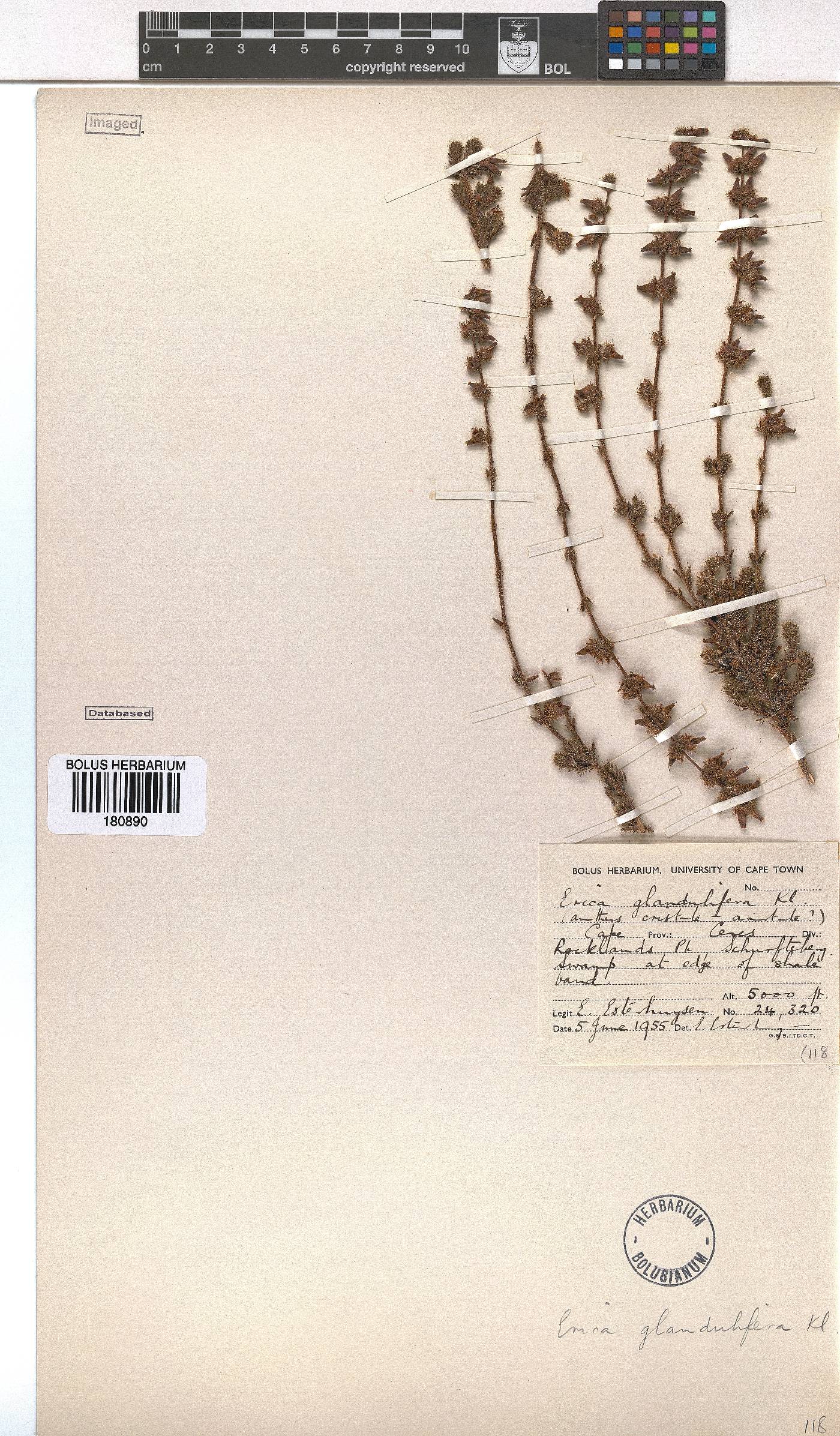 Erica glandulifera image