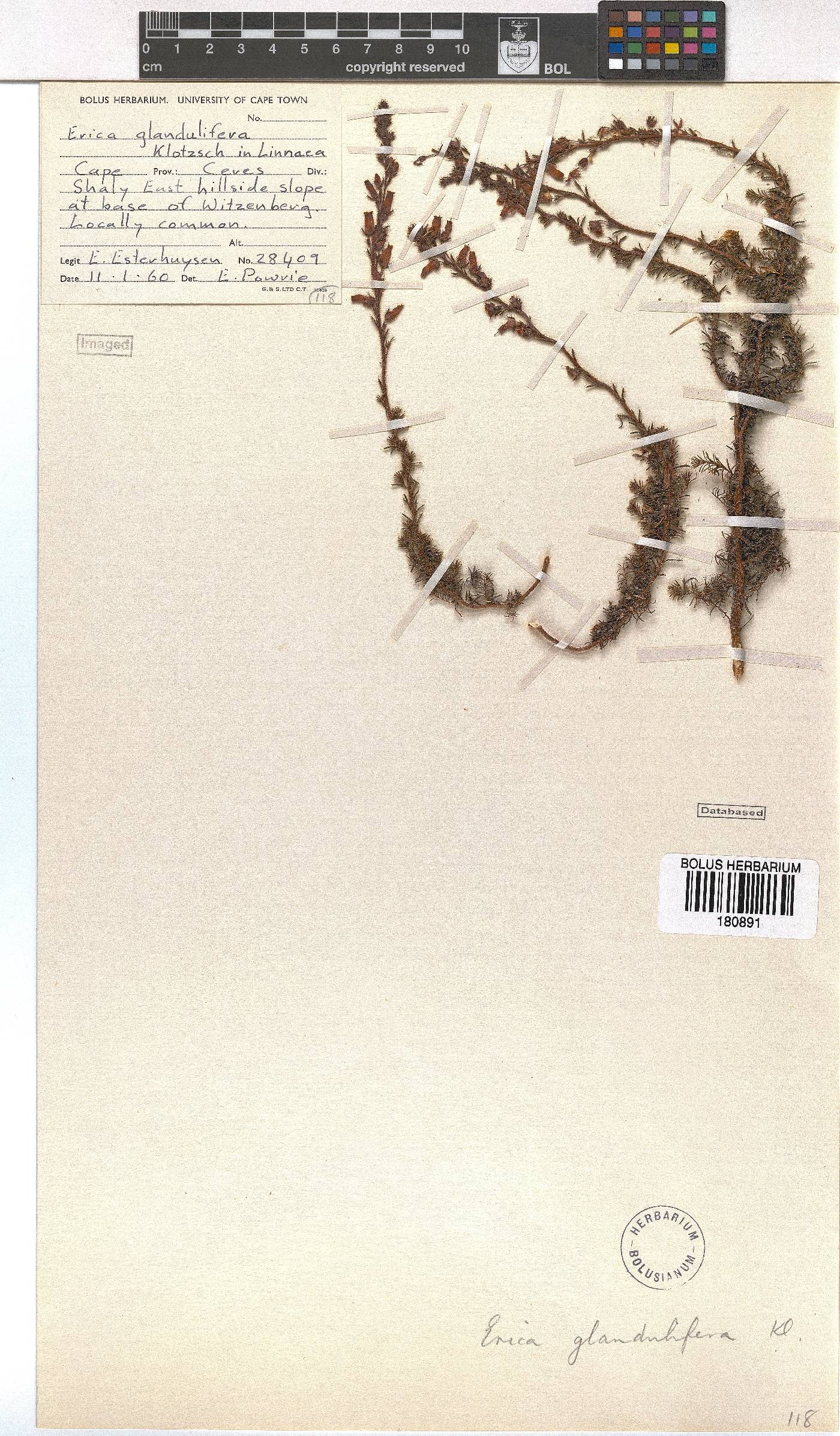 Erica glandulifera image