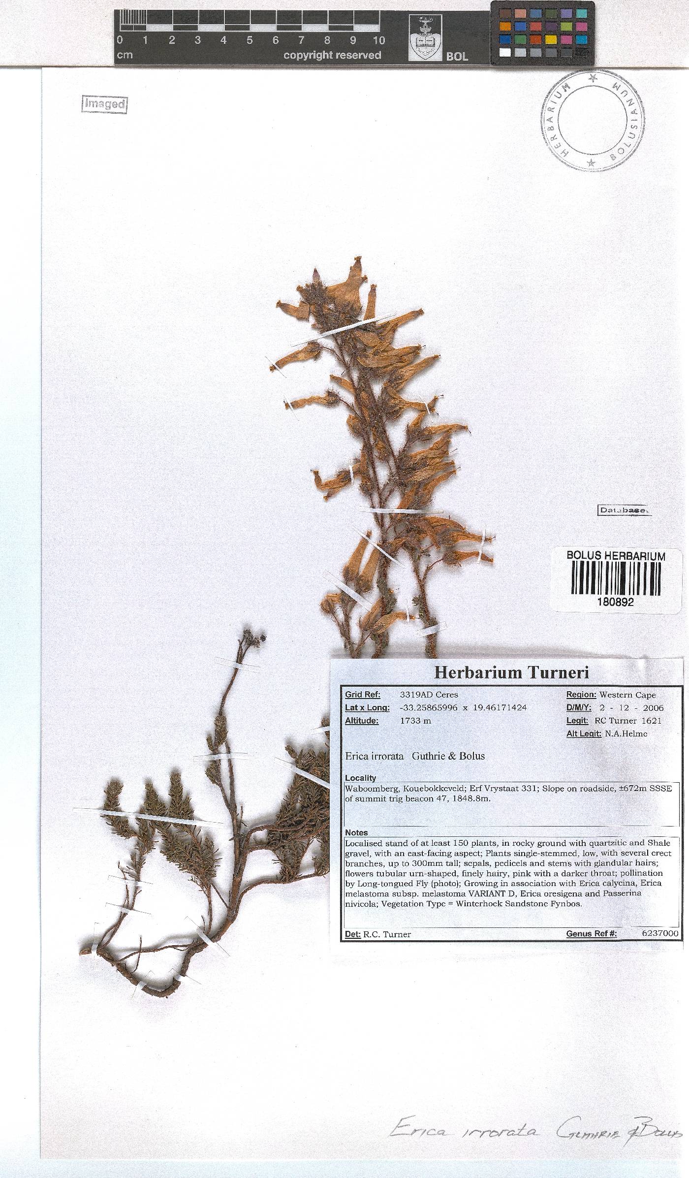 Erica irrorata image