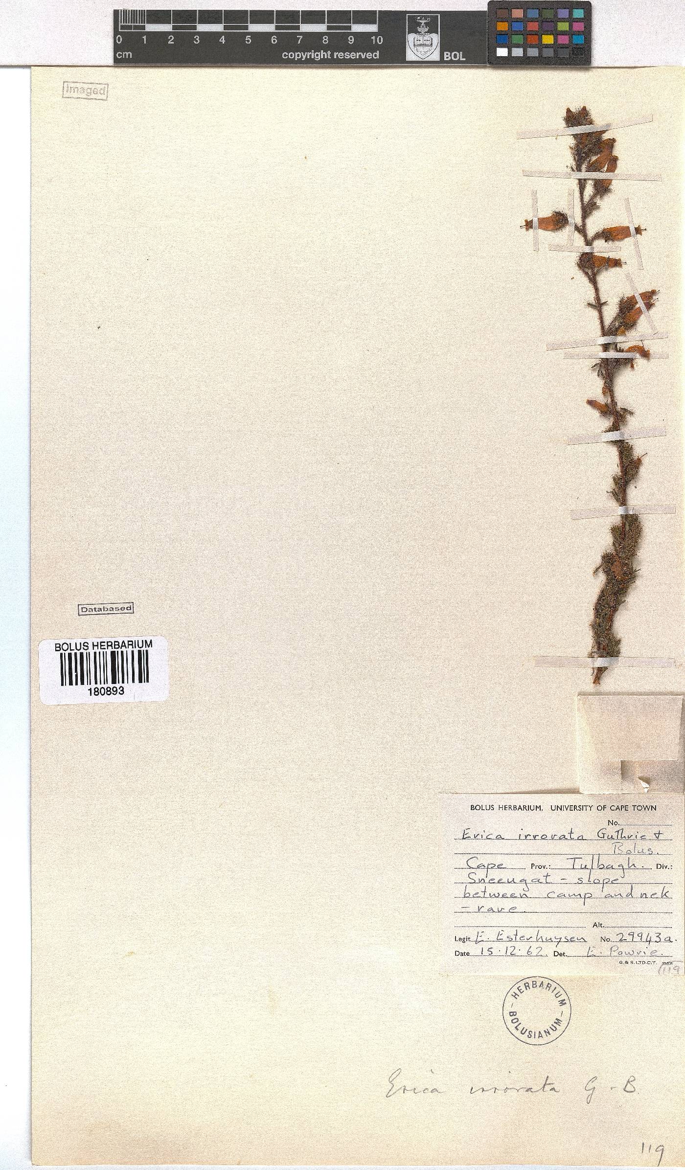 Erica irrorata image