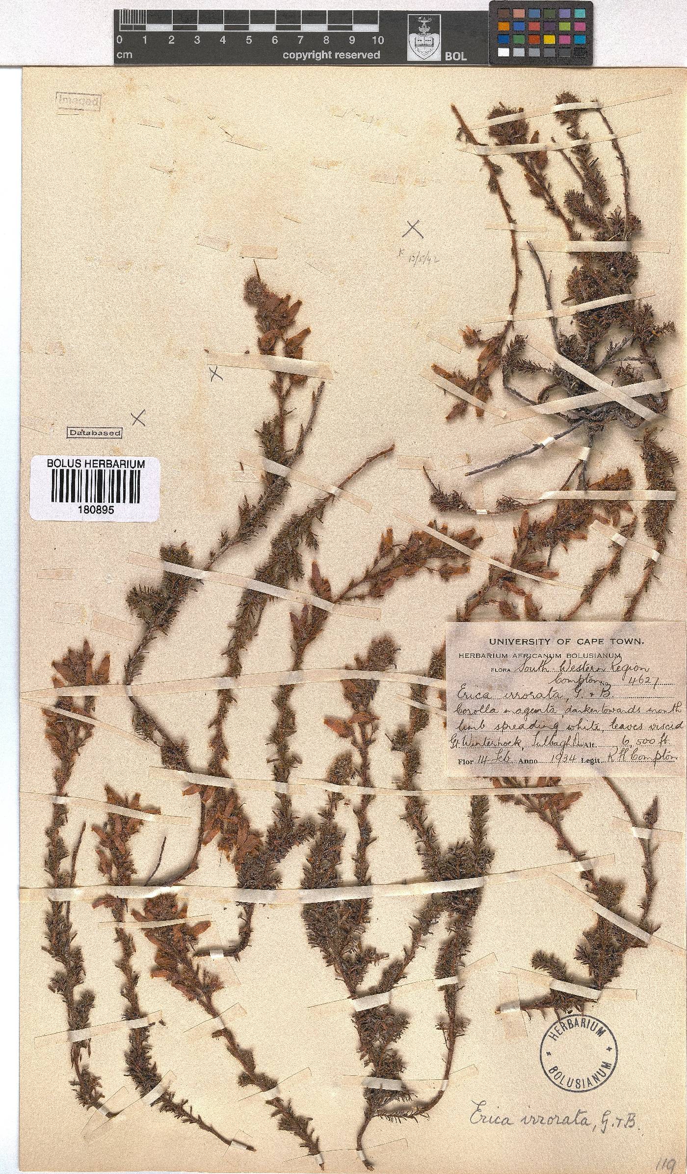 Erica irrorata image