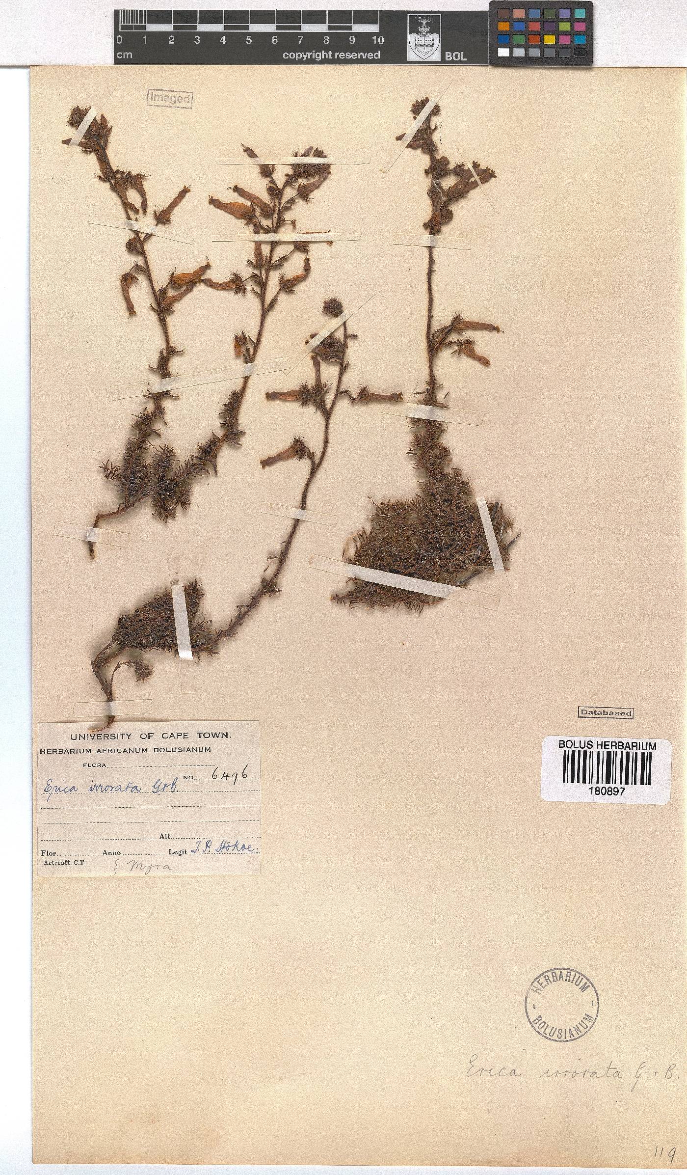 Erica irrorata image