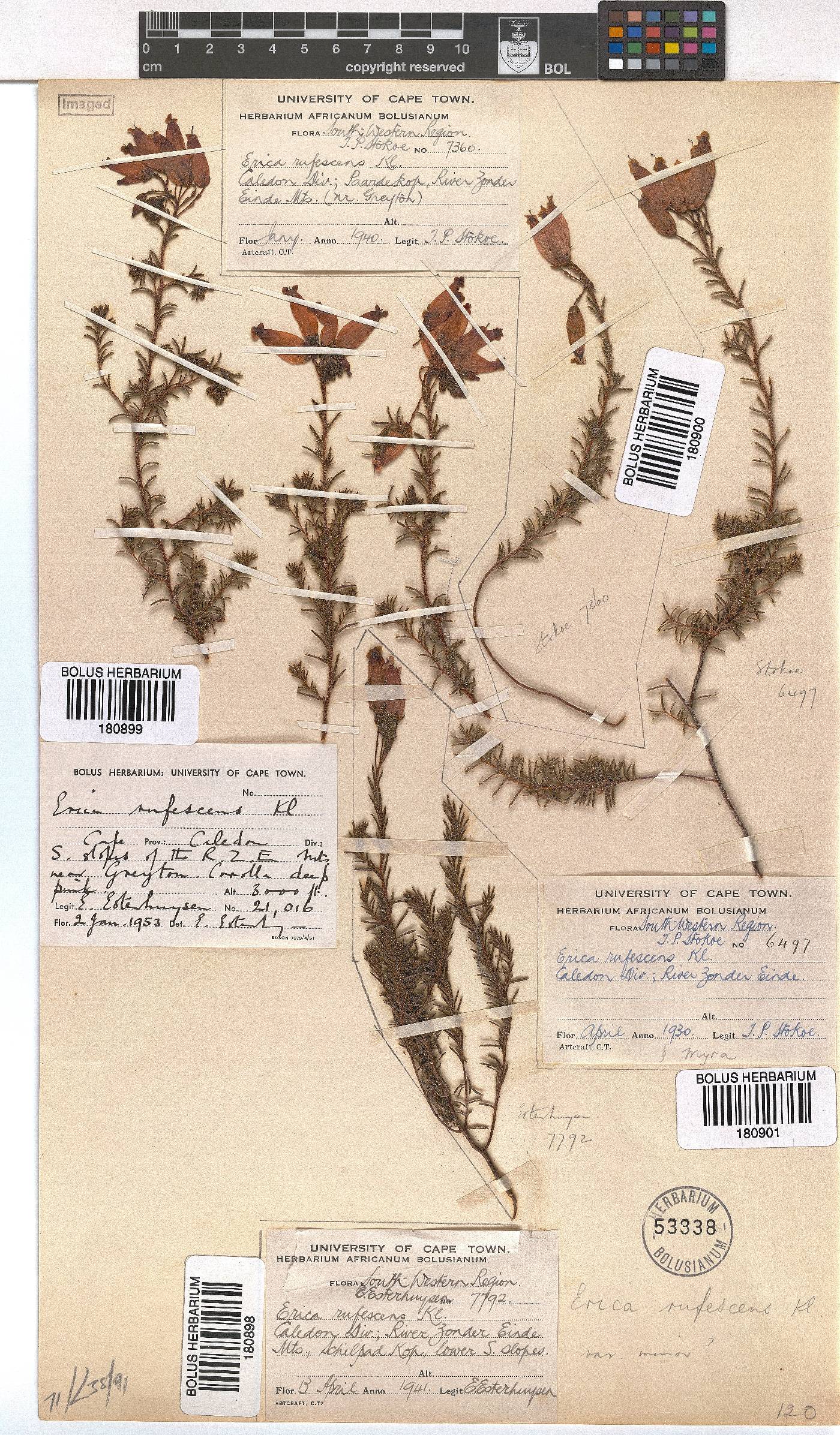 Erica rufescens image